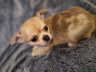 Chihuahua dogs - Advert 33