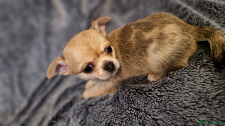 Chihuahua dogs - Advert 5