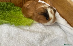 Guinea Pig rodents for sale: RESERVED 1 x beautiful baby guinea BOY available  - Advert 2