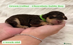 Cockapoo dogs for sale: Extensive DNA Health Tested Cockapoo Puppies 🧬 - Image 8