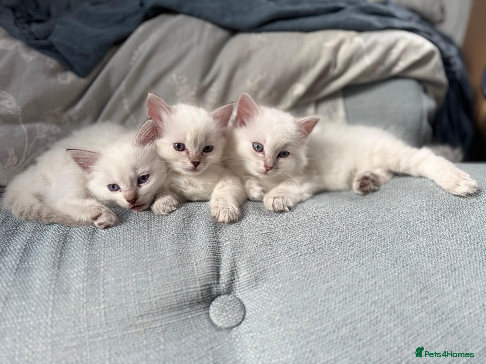 Ragdoll cats Aristocats Ragdolls Rare Flamepoint Baby Girl.  - Advert 1