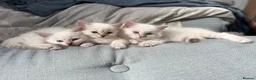 Ragdoll cats for sale: Aristocats Ragdolls Rare Flamepoint Baby Girl.  - Advert 1