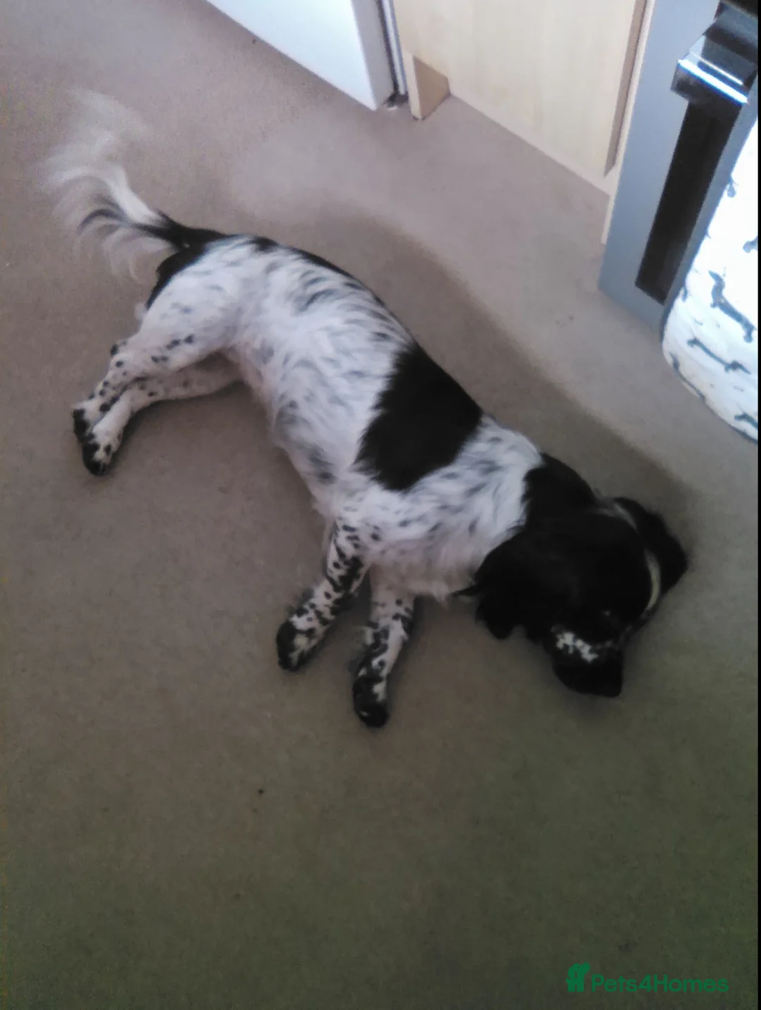 Cocker Spaniel dogs for sale: Black and white cocker spaniel  in Waterlooville - Advert 3