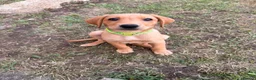 Labrador Retriever dogs for sale: 12 Week Fox Red Labrador  in Hatfield - Advert 3