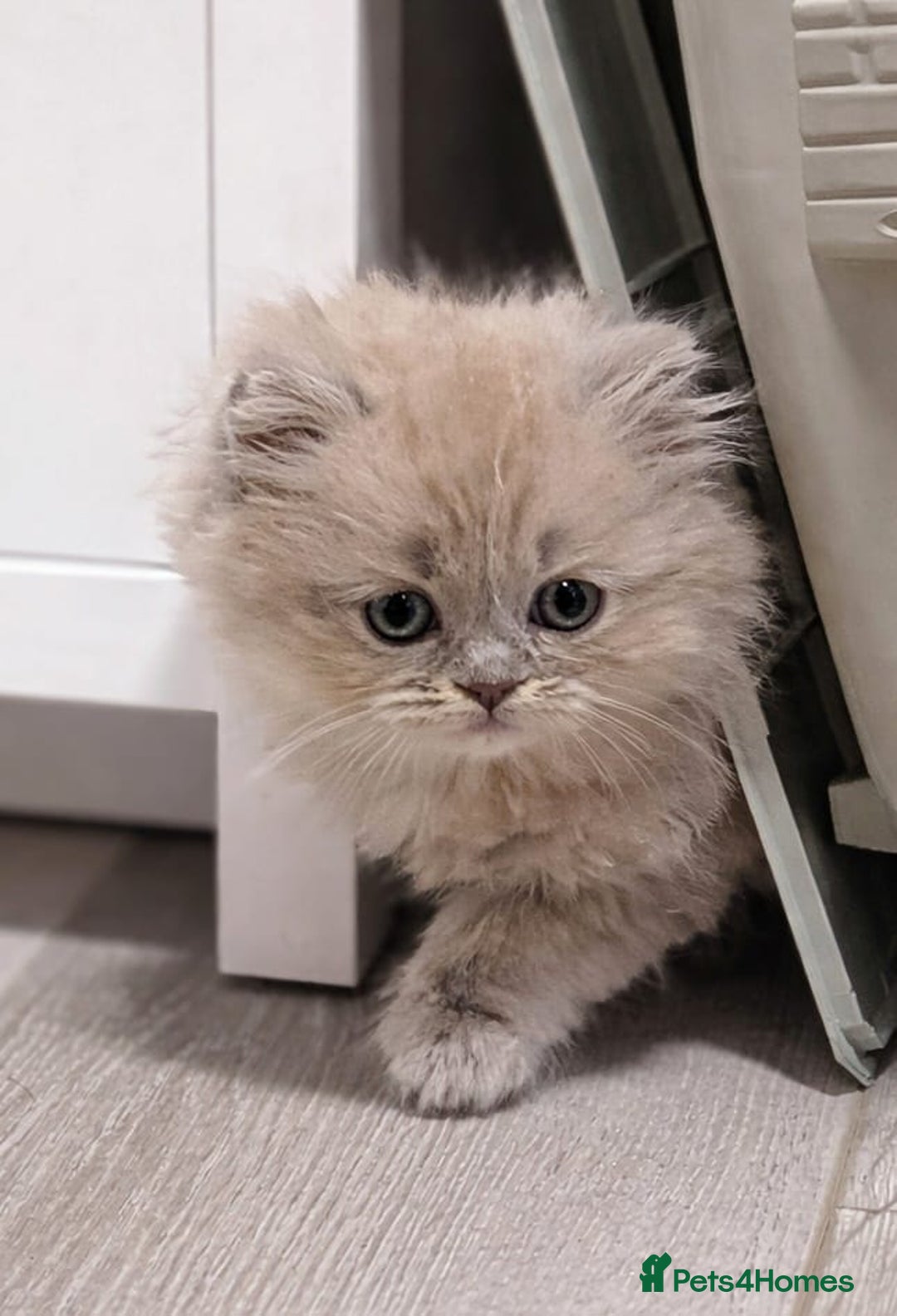 British Shorthair cats for sale: Stunning British Shorthair kittens boy and girl - Advert 8