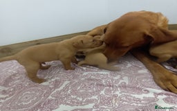 Labrador Retriever dogs for sale: KC Reg Fox red labrador litter of 6 dogs 4 bitches - Image 1