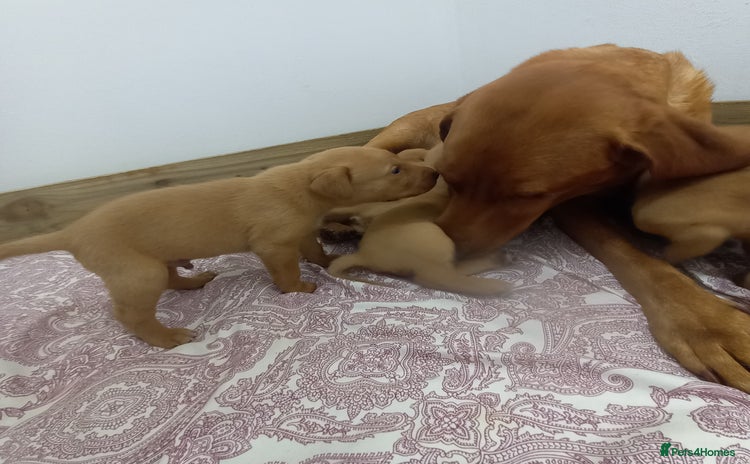 Labrador Retriever dogs - Advert 12