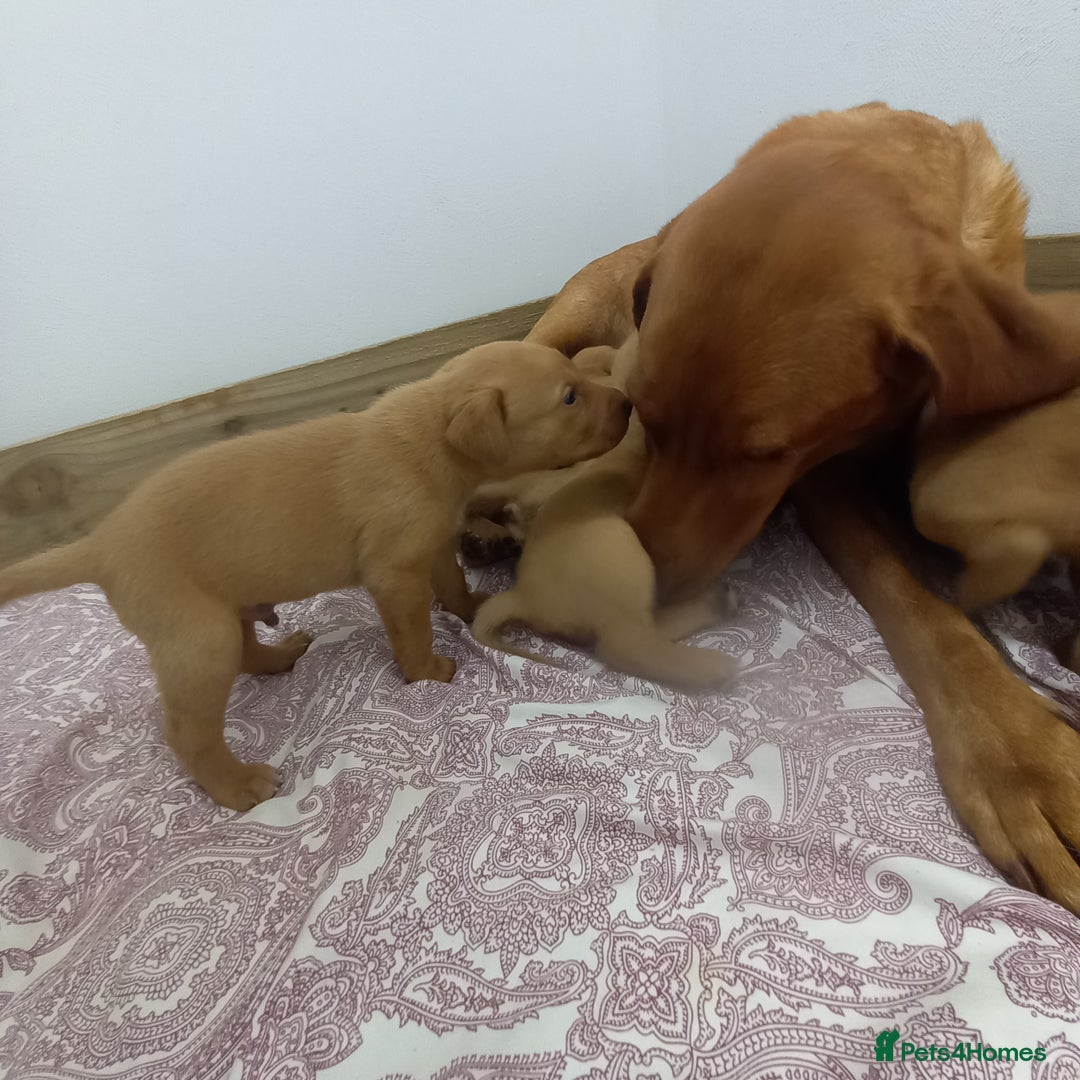 Labrador Retriever dogs for sale: KC Reg Fox red labrador litter of 6 dogs 4 bitches - Image 1