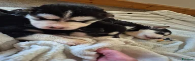 Mixed Breed 3
