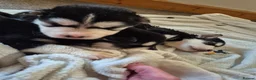 Mixed Breed dogs for sale: Alaskan malumute  x huskie - Advert 11
