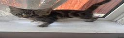 Mixed Breed cats for sale: 2 adorable male kittens ready to find a new home in Manchester - Advert 7