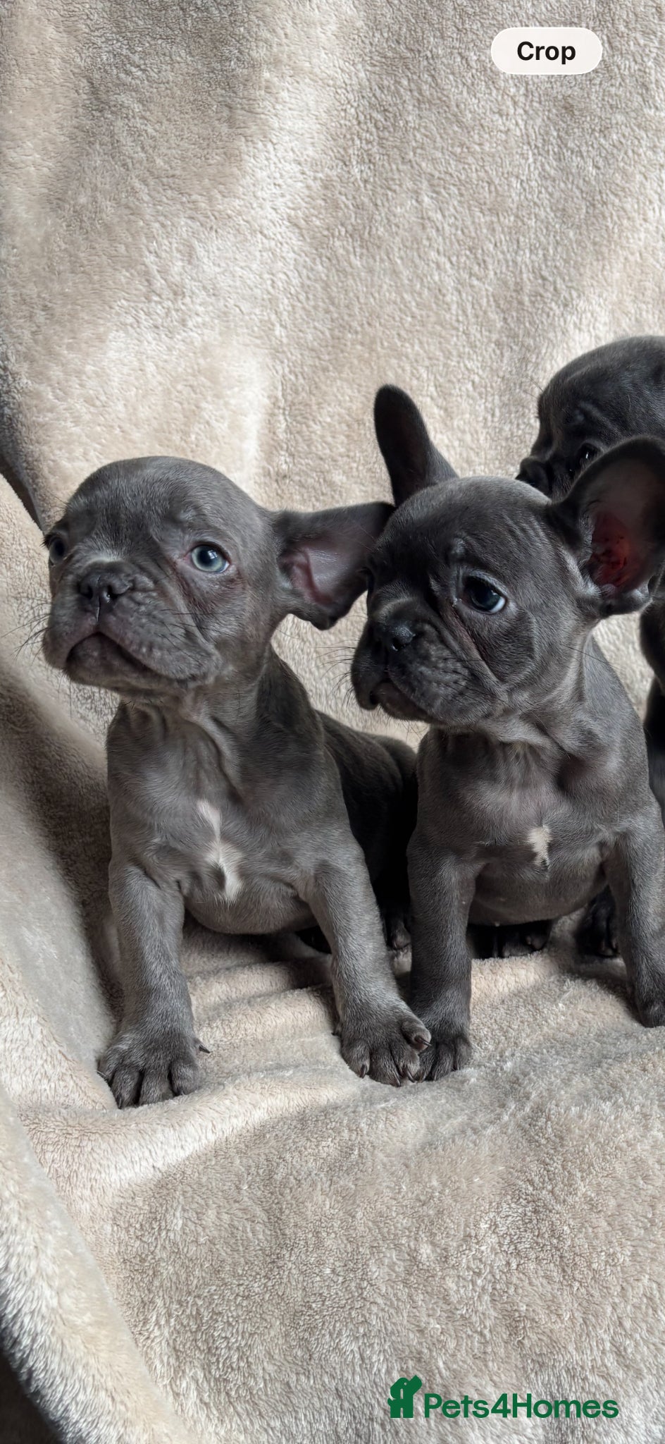 French Bulldog dogs French bulldog puppies  - Advert 6