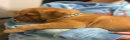 Dogue De Bordeaux dogs for sale: Dogue Du Bordeaux Puppies for Sale - Advert 8