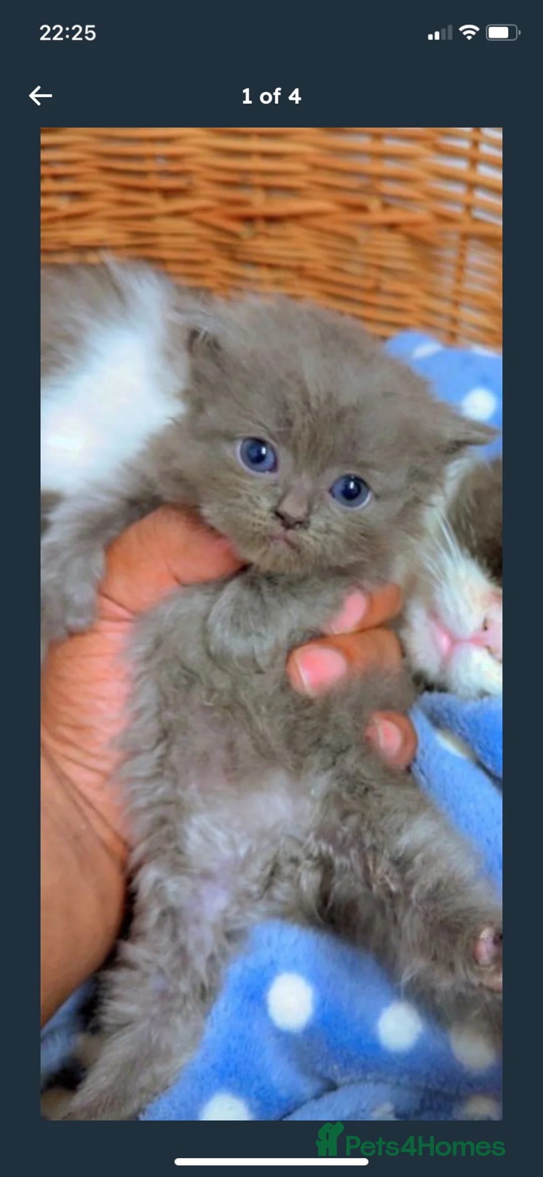 Persian cats for sale: Persian cat  - Advert 1