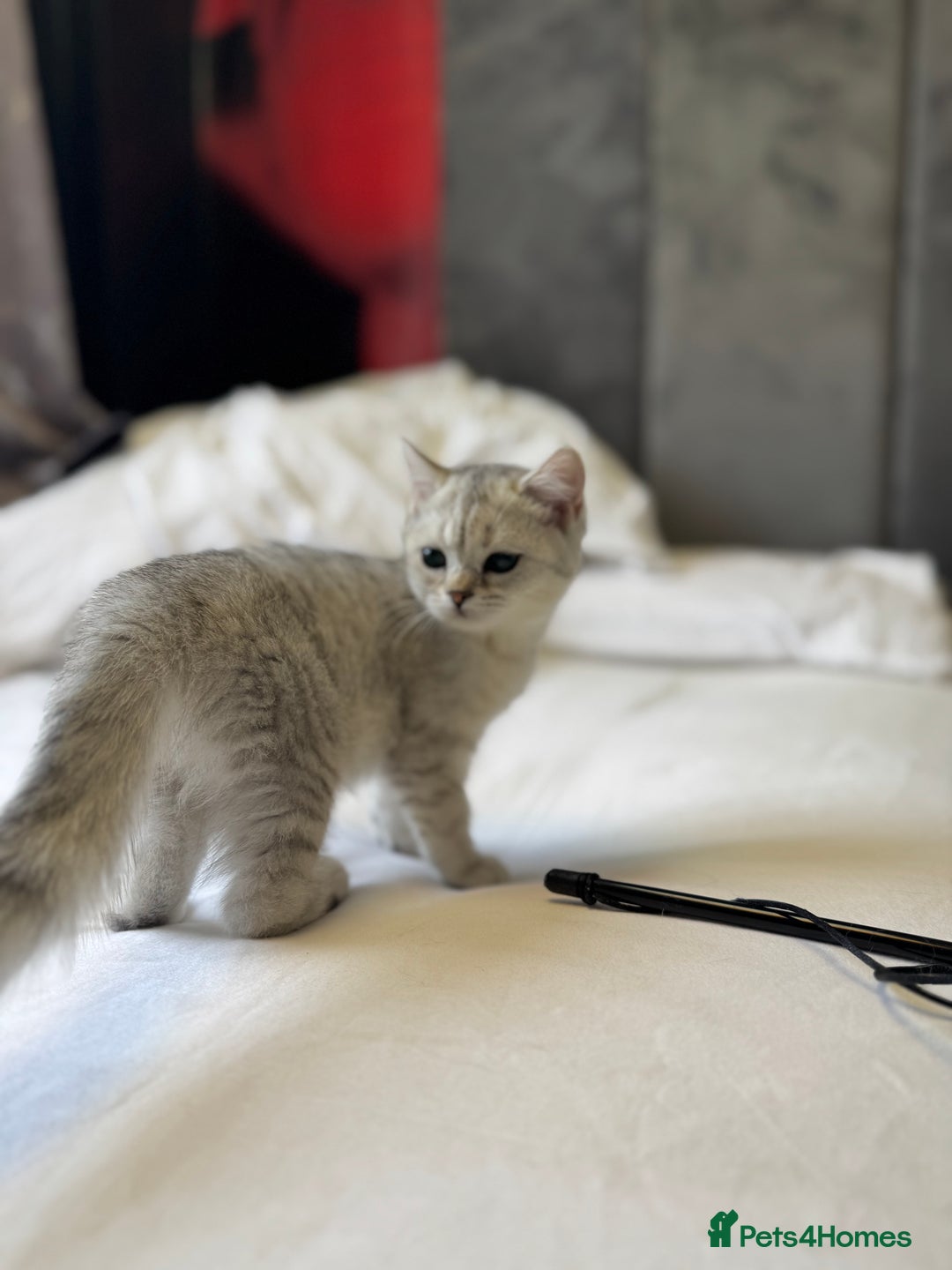 British Shorthair cats for sale: BSH kitten classic & chinchilla bloodline - Image 25