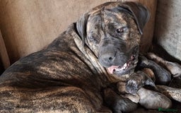 Boerboel dogs for sale: Boerboel puppies - Image 14