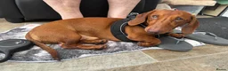 Miniature Dachshund dogs for sale: Ron is Needing a Home  - Advert 5