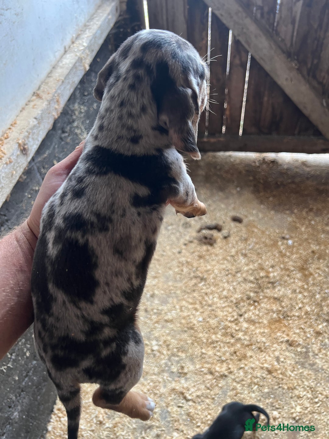 Dachshund dogs for sale: Miniature dachshund - Image 6