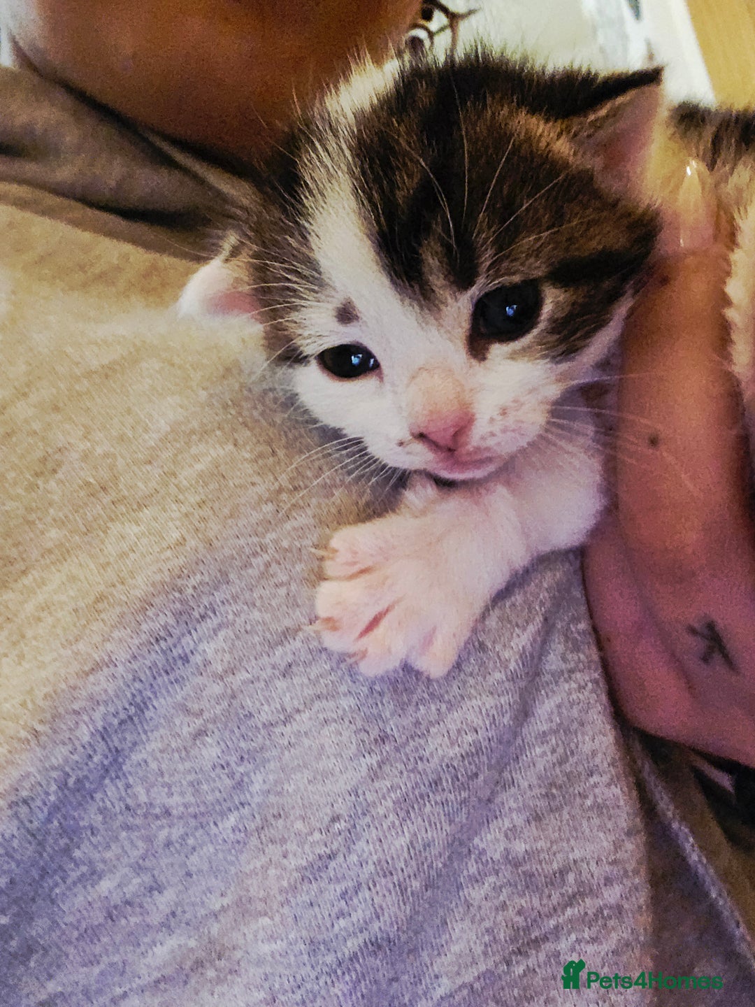 Mixed Breed cats for sale: 3 beautiful kittens, and her mum ❤️  - Advert 2