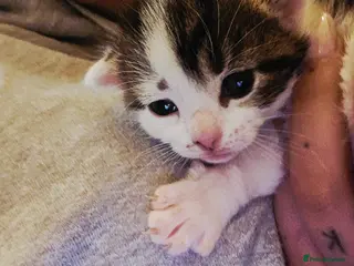 Mixed Breed cats 1 female left, 3 beautiful kittens - Advert 1