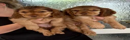 Cocker Spaniel dogs for sale: Sable cocker spaniel puppies ready to leave - Advert 6