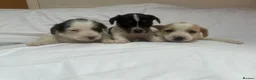 Jack Russell dogs for sale: Miniature jack Russle puppies - Advert 9