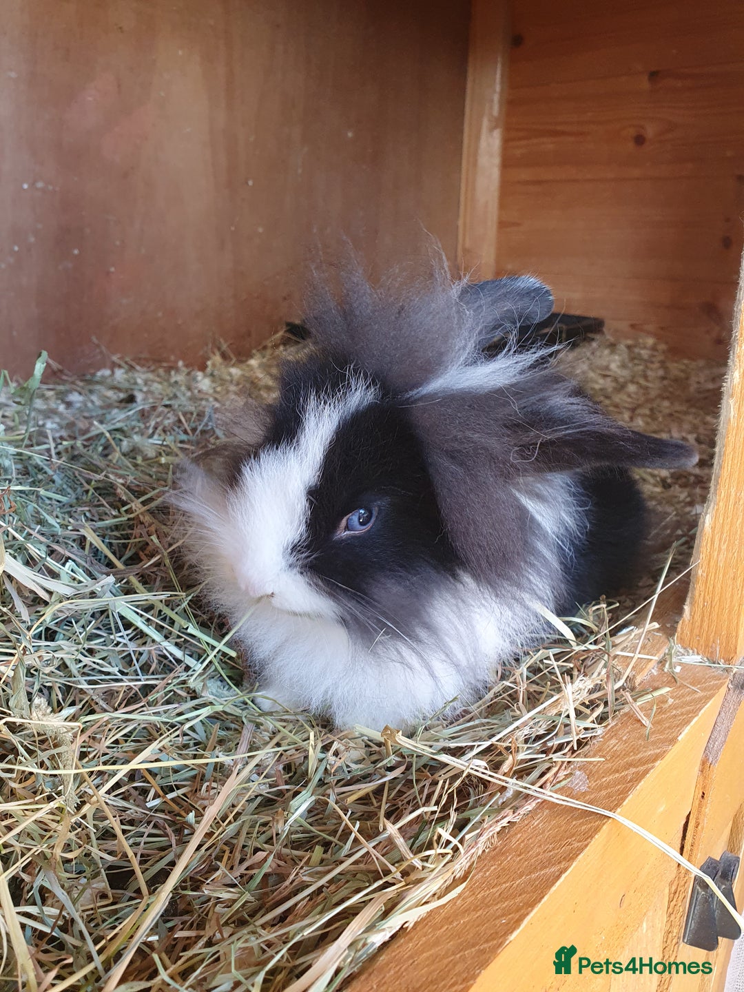 Mini Lop rabbits for sale: Spayed/neutered rabbits for adoption - Image 18