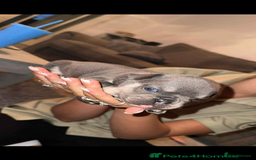 French Bulldog dogs for sale: Beautiful litter of French Bulldog Puppies! - Advert 27