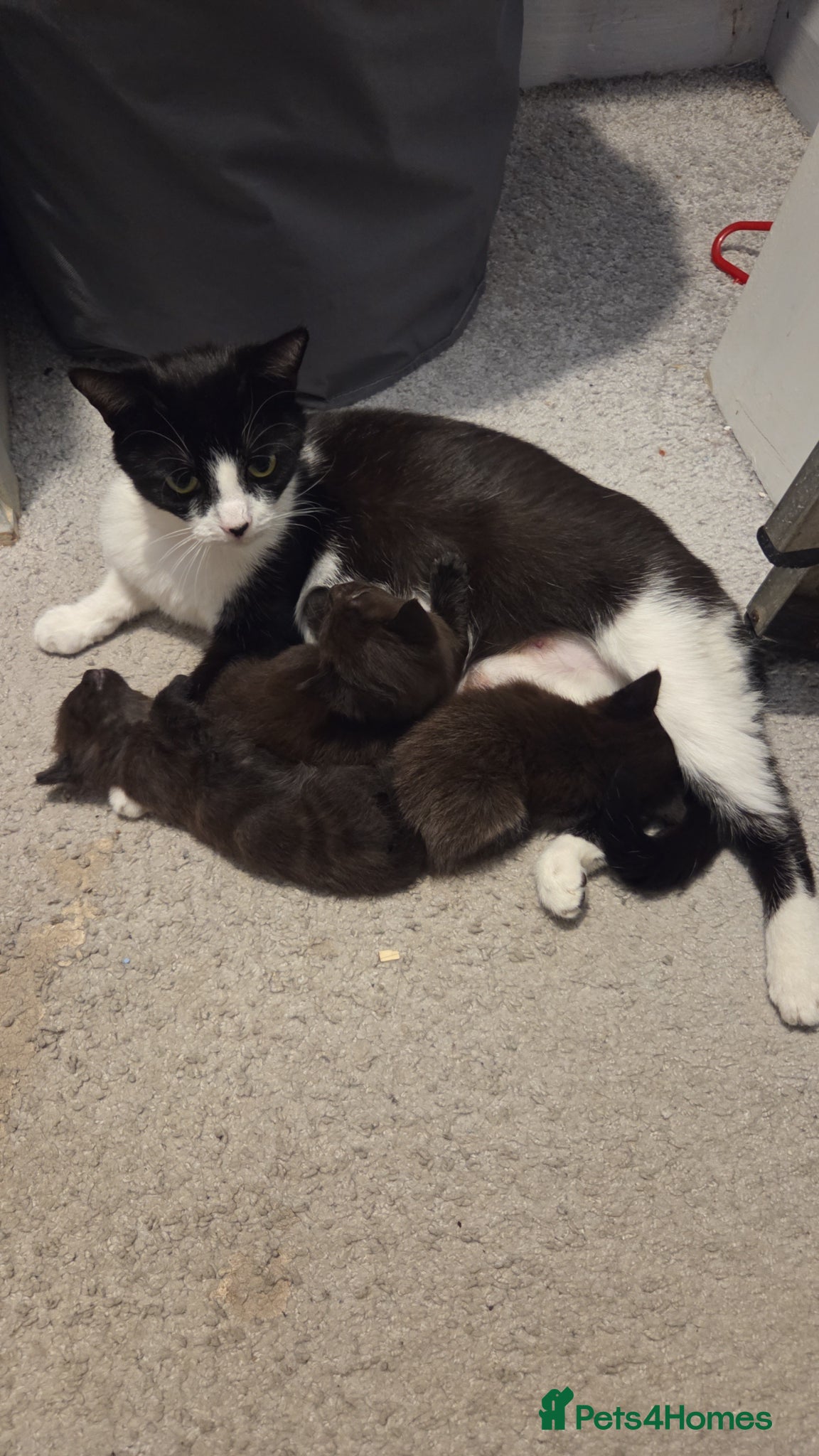 Mixed Breed cats Kittens - Advert 1