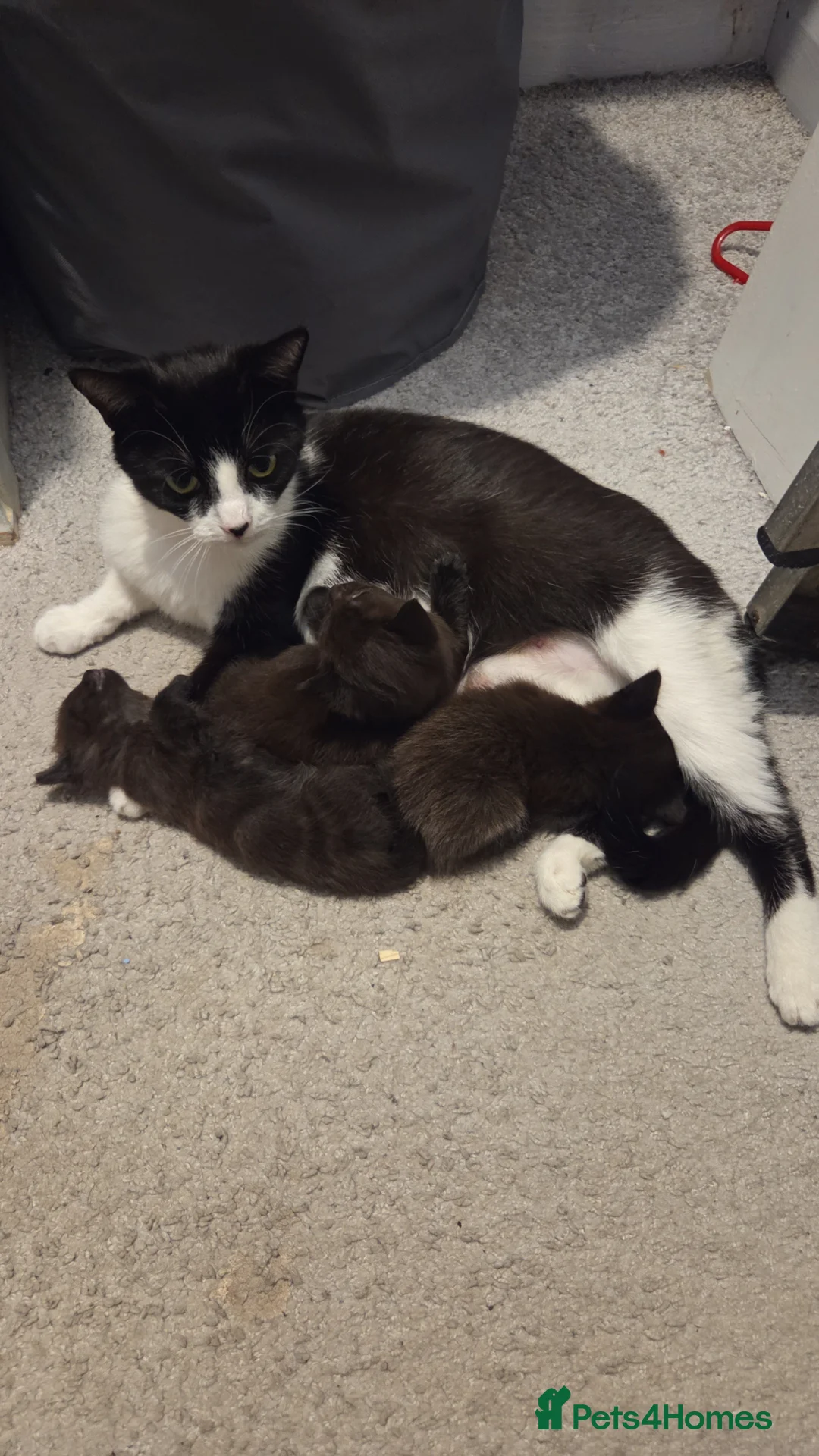 Mixed Breed cats for sale: Kittens - Advert 1