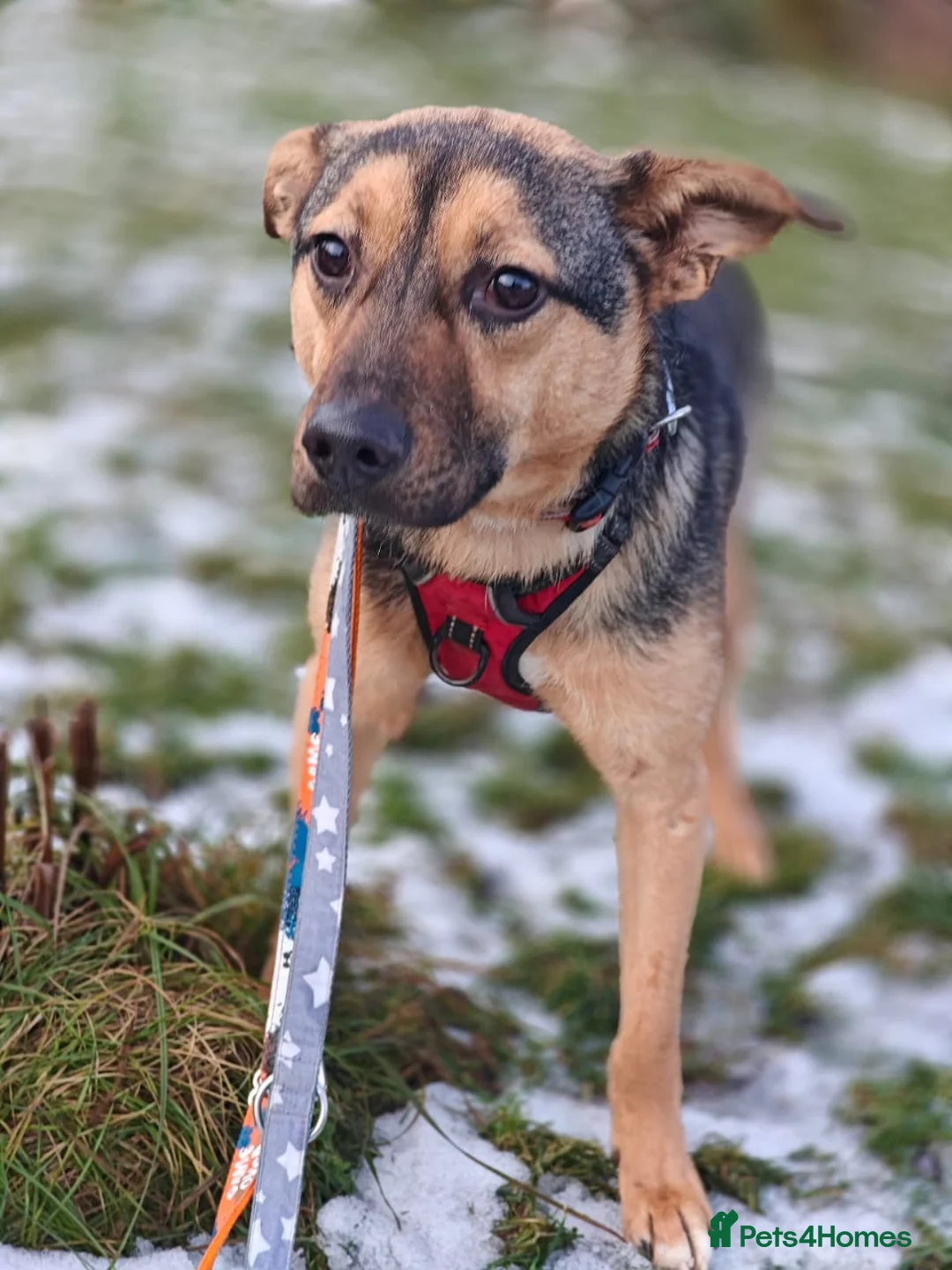 Mixed Breed dogs for adoption: URGENT FOSTER PLEA-💙 Mozart, 1 yo, lower-medium - Advert 15
