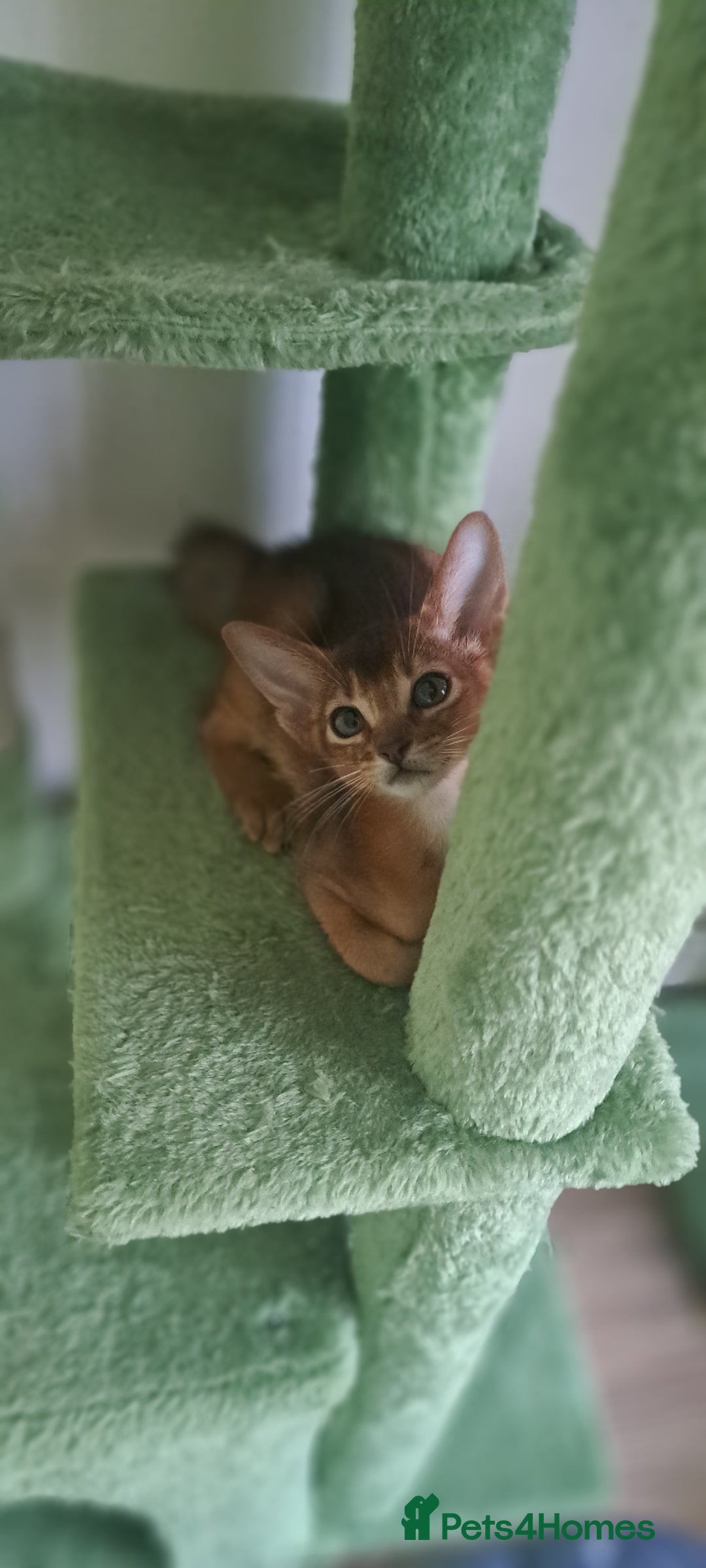 Abyssinian cats for sale: Beautiful Abyssinian Kittens - Image 9