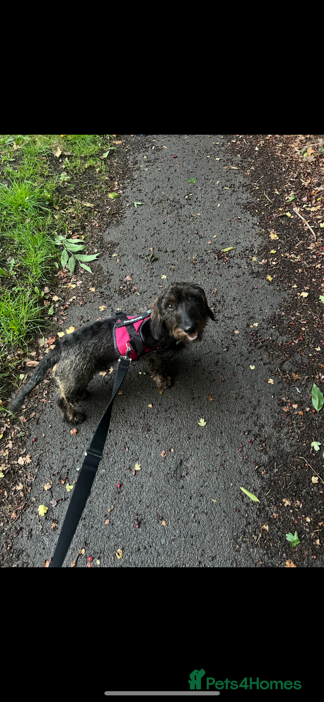 Dachshund dogs for sale: Wire haired Dachshund Bingley £250 - Advert 6