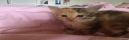 Mixed Breed cats for sale: 1/4 Maine coon kittens in Wolverhampton - Advert 5