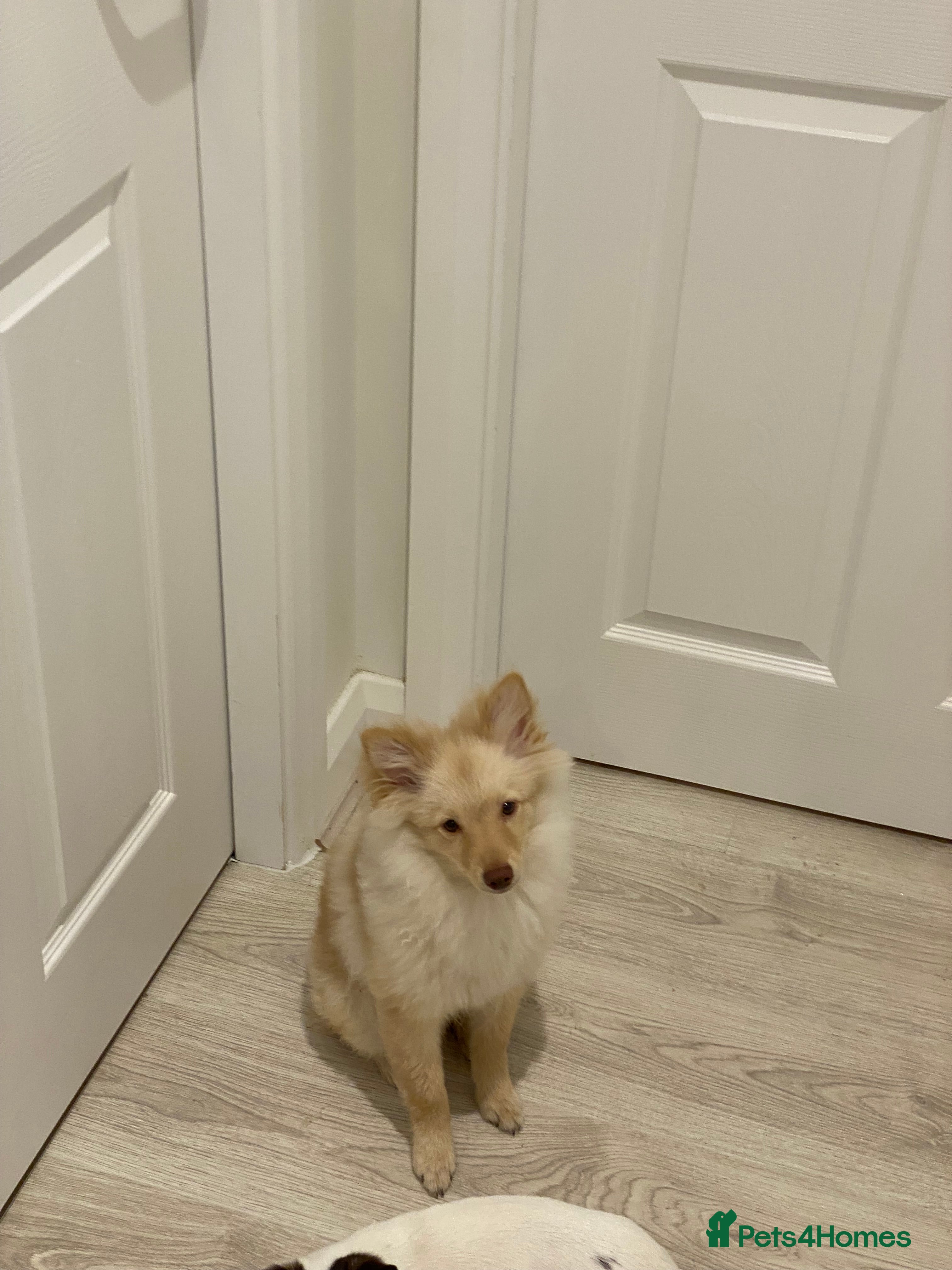 Pomeranian dogs Louie in Manchester - Advert 1