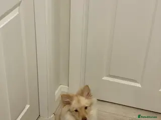 Pomeranian dogs Louie in Manchester - Advert 2