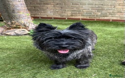 Cairn Terrier dogs for sale: Adorable Cairn Terrier Puppies - Image 11