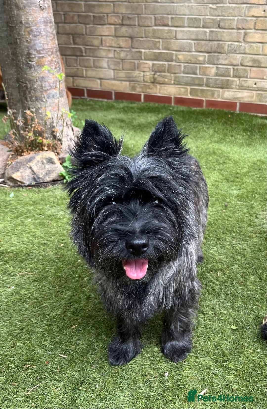 Cairn Terrier dogs for sale: Adorable Cairn Terrier Puppies - Image 11