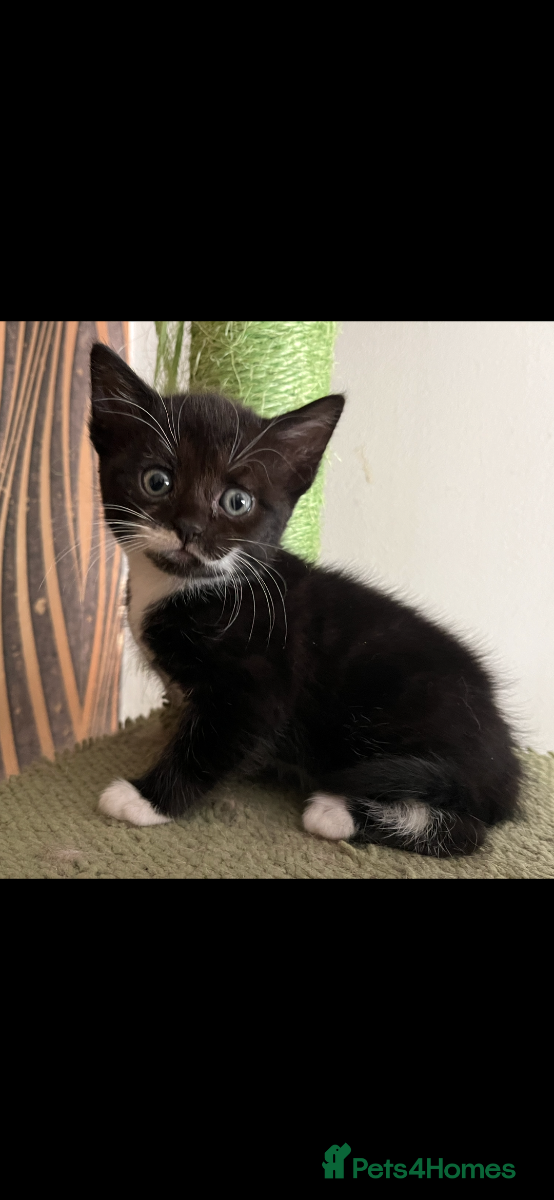 Mixed Breed cats for sale: Mixed breed- Norwegian Forest Cat  - Image 14
