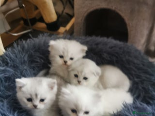 Scottish Fold cats - Advert 10