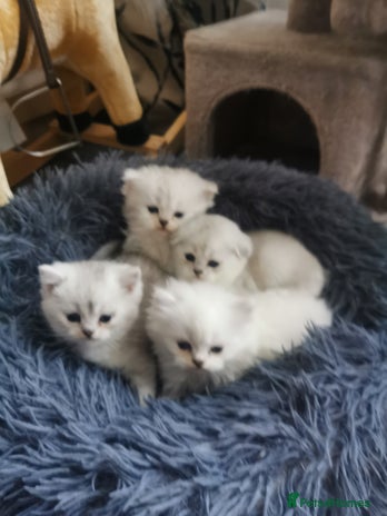 Scottish Fold cats - Advert 1