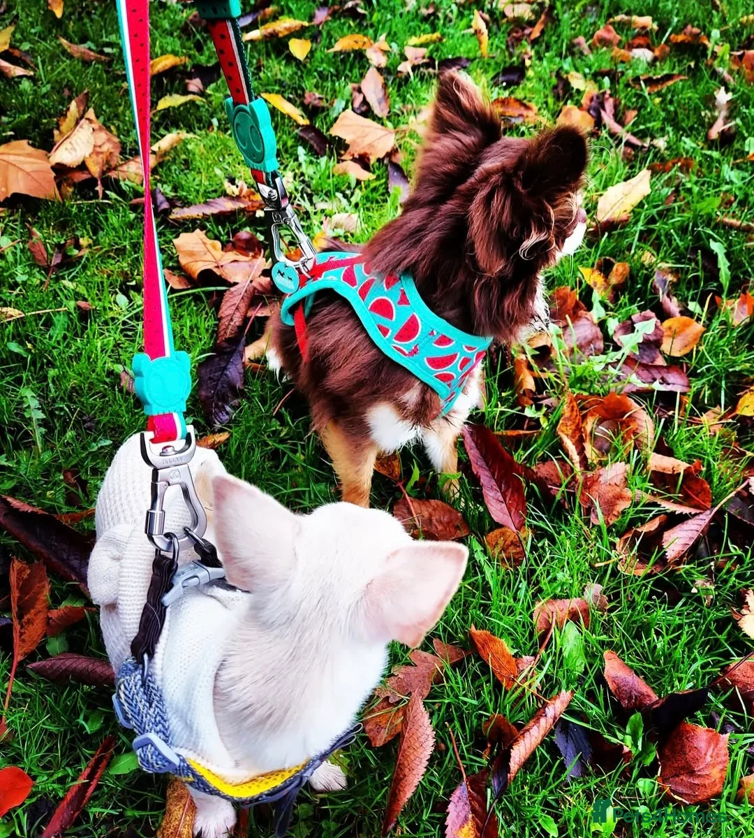 Chihuahua dogs for sale: 2 chihuahuas for loving pet home - Advert 1