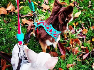 Chihuahua dogs 2 chihuahuas for loving pet home - Advert 1