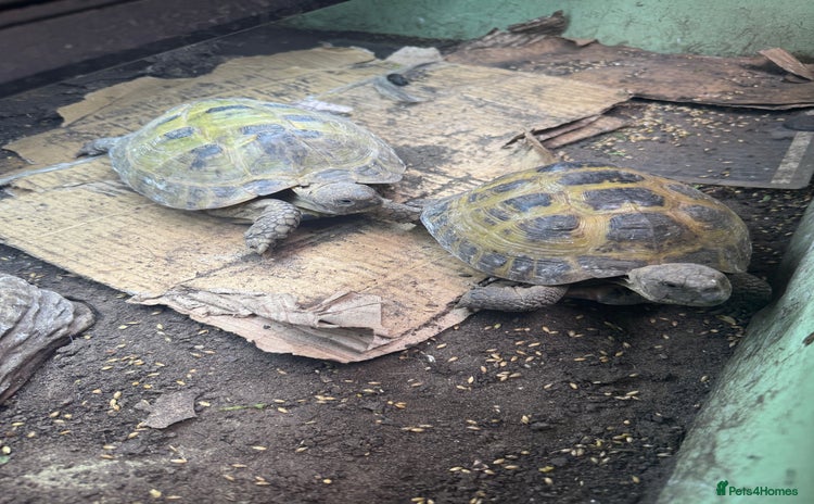 Tortoise reptiles - Advert 1