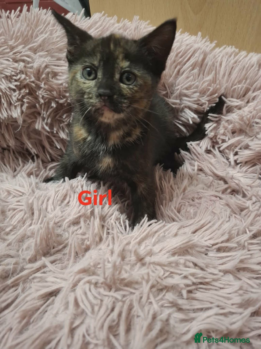 Mixed Breed cats for sale: Beautiful kittens for sale  in King's Lynn - Advert 2