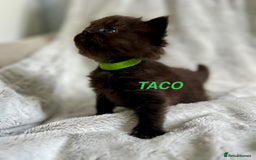 Persian cats for sale: Absolutely Stunning litter of Persian/Ragdolls - Image 22
