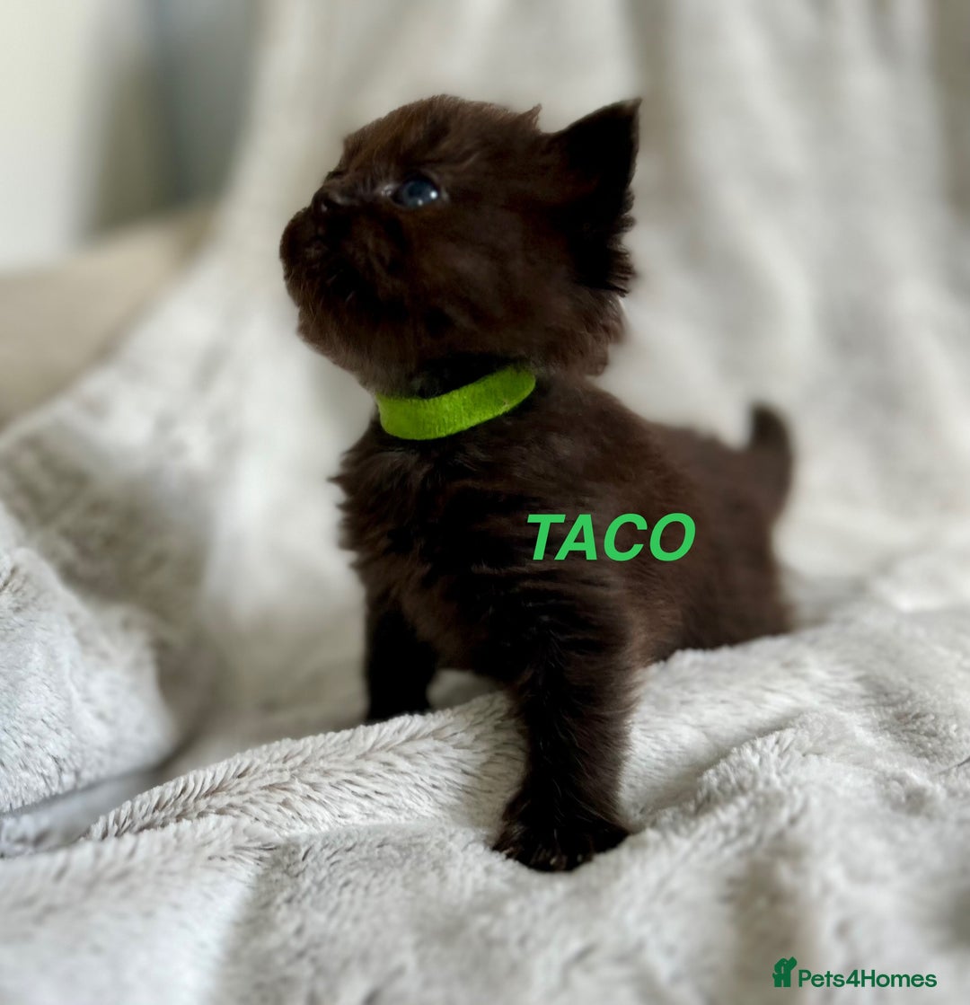Persian cats for sale: Absolutely Stunning litter of Persian/Ragdolls - Image 22