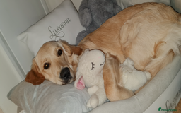 Golden Retriever dogs for sale: 🤍🧸 Litter Annoucement - Home Raised GR Puppies - Image 5