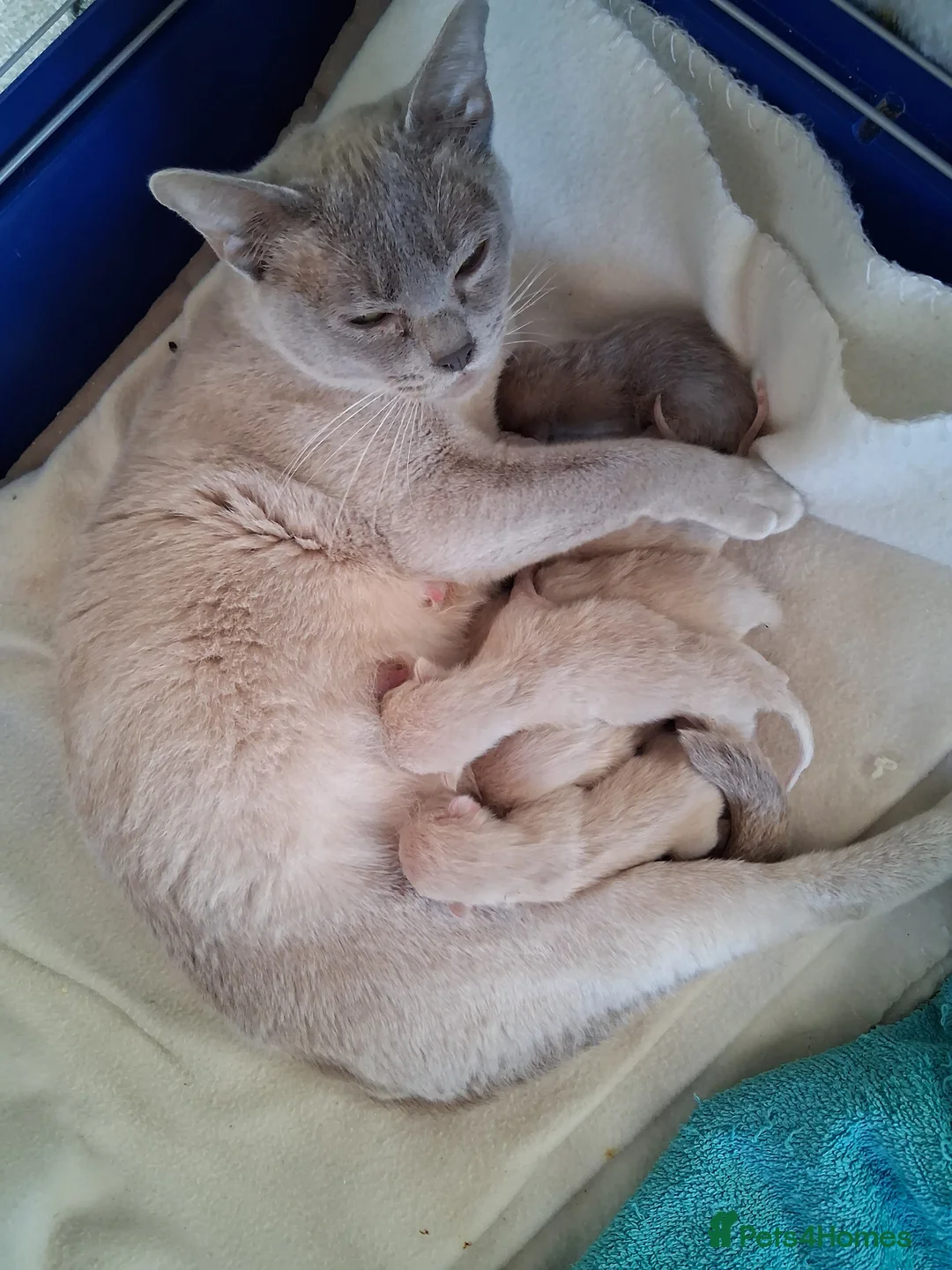 Burmese cats for sale: Stunning lilac kittens available - Advert 11