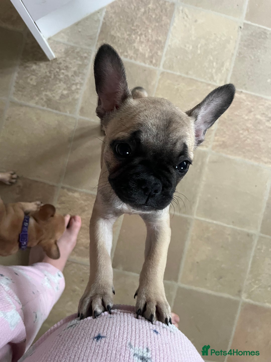 French Bulldog dogs for sale: French bulldog puppies - Advert 18